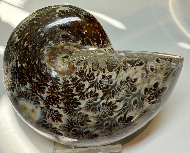 NEW! PHYLLOCERAS
