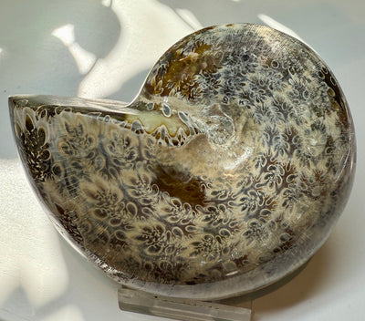 NEW! PHYLLOCERAS