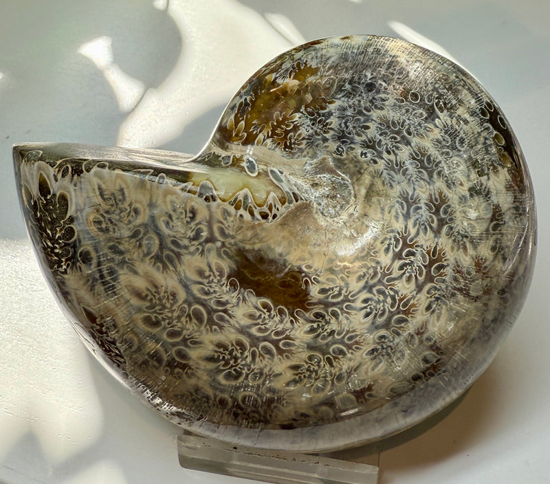 NEW! PHYLLOCERAS