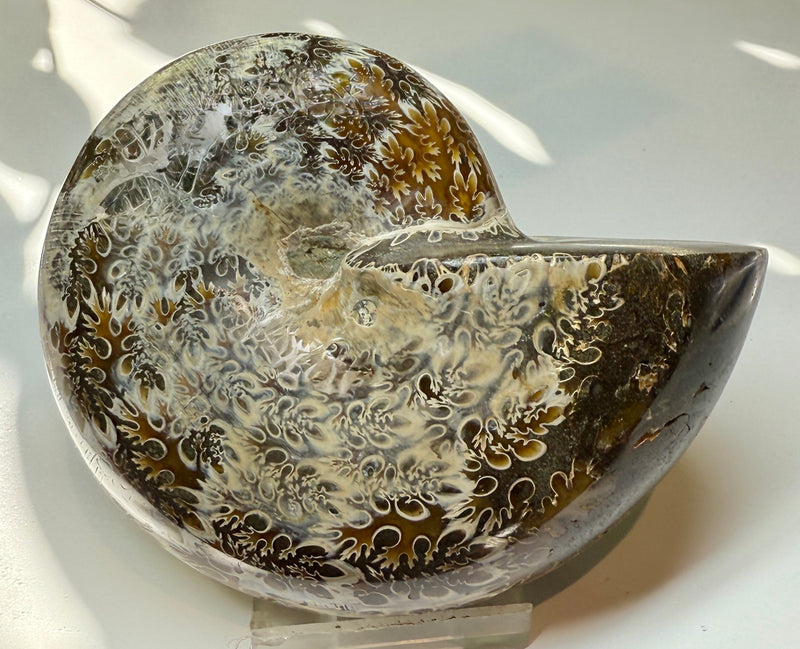 NEW! PHYLLOCERAS