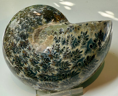 NEW! PHYLLOCERAS