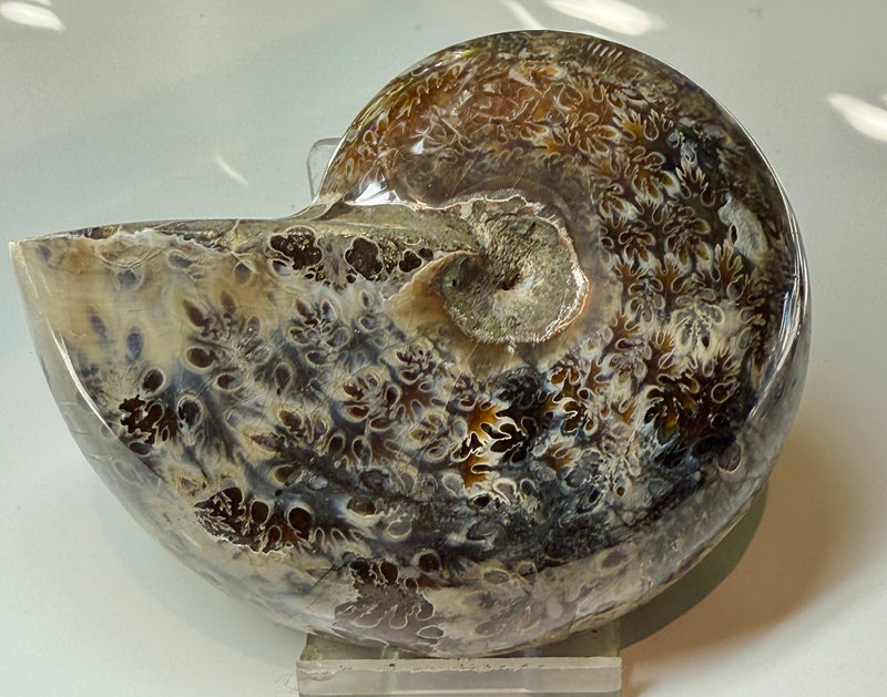 NEW! PHYLLOCERAS