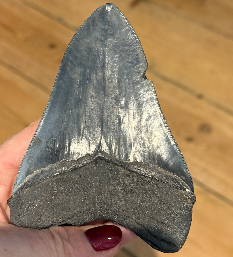 NEW! MEGALODON TOOTH/SHARK