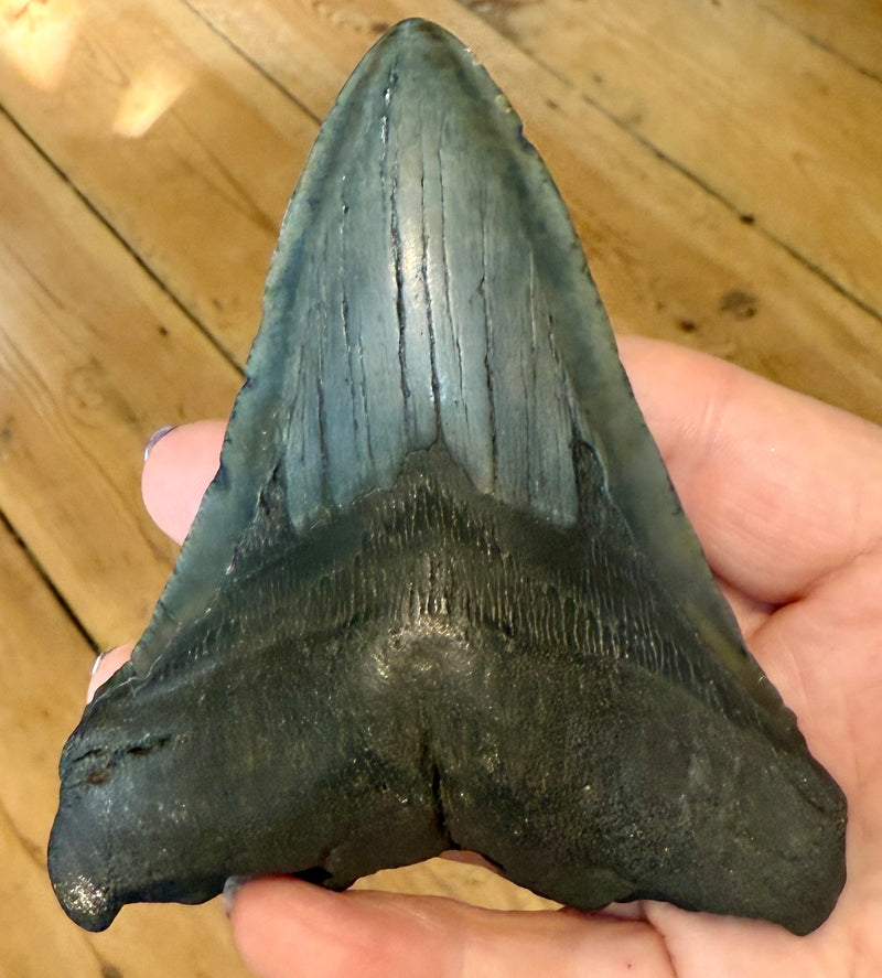 NEW! MEGALODON TOOTH/SHARK