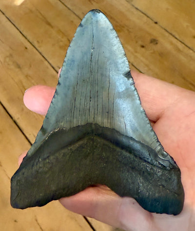 NEW! MEGALODON TOOTH/SHARK