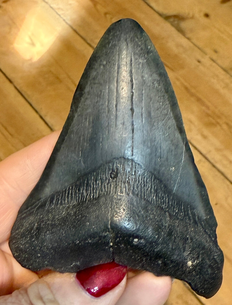 NEW! MEGALODON TOOTH/SHARK