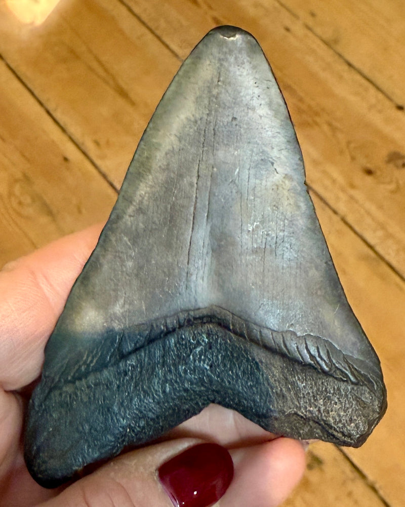 NEW! MEGALODON TOOTH/SHARK