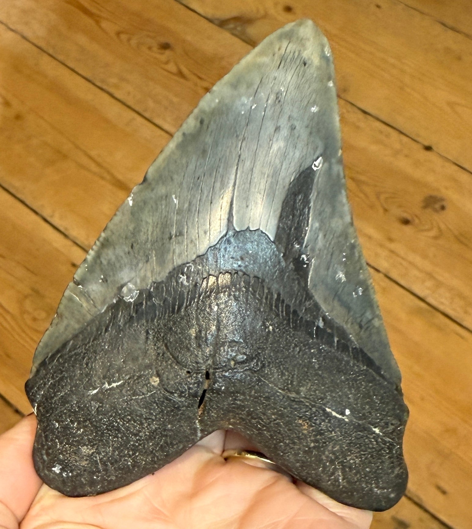MEGALODON TOOTH/SHARK – Charmouth Fossils