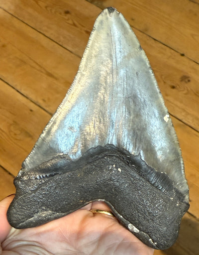 NEW! MEGALODON TOOTH/SHARK