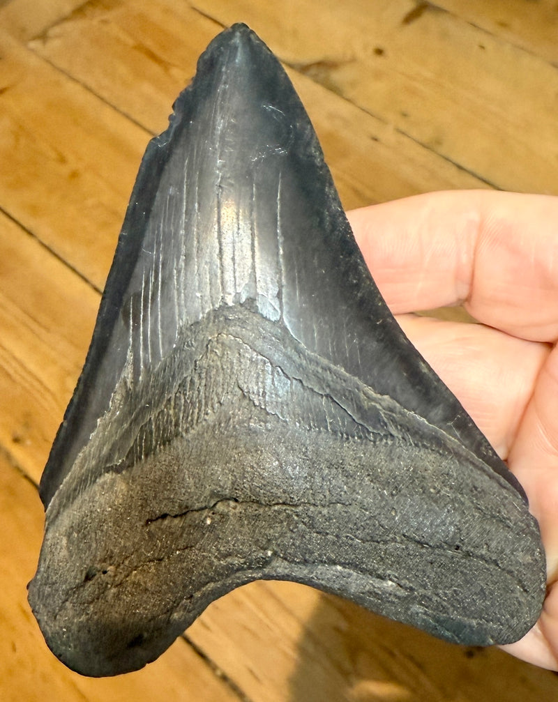 NEW! MEGALODON TOOTH/SHARK