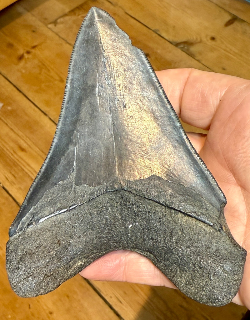 NEW! MEGALODON TOOTH/SHARK