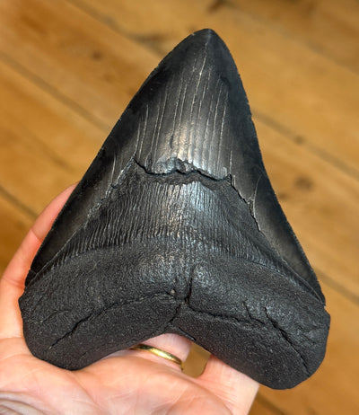 NEW! MEGALODON TOOTH/SHARK