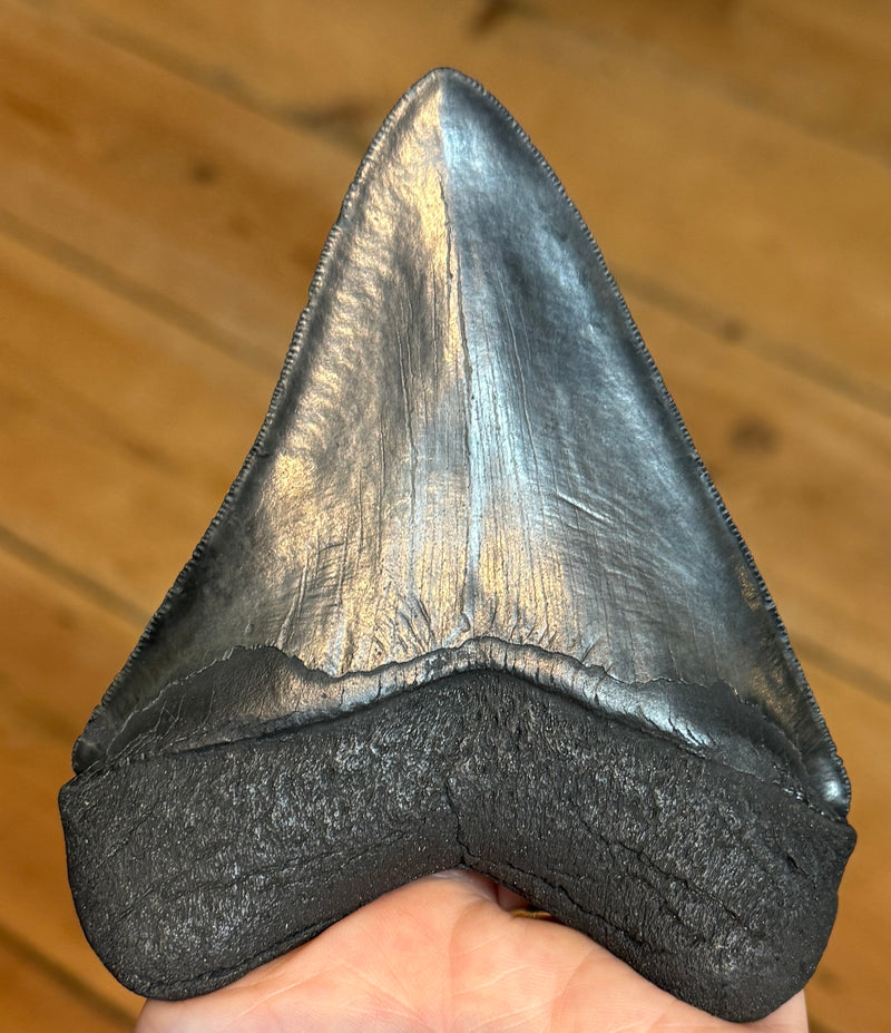 NEW! MEGALODON TOOTH/SHARK