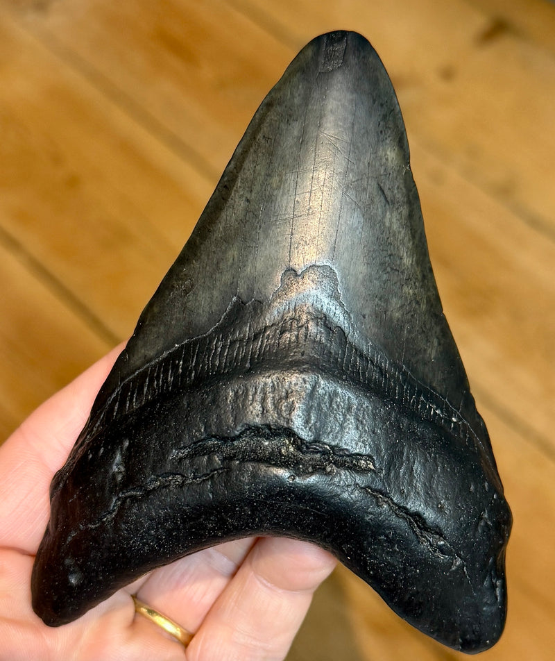 NEW! MEGALODON TOOTH/SHARK