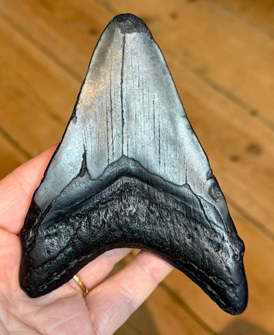 NEW! MEGALODON TOOTH/SHARK
