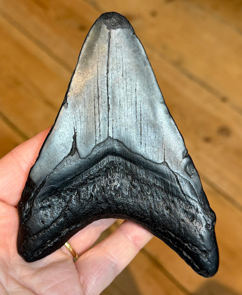 NEW! MEGALODON TOOTH/SHARK