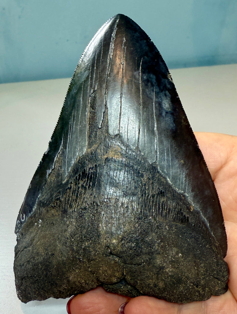 NEW! MEGALODON TOOTH/SHARK