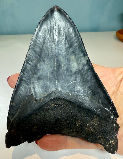 NEW! MEGALODON TOOTH/SHARK