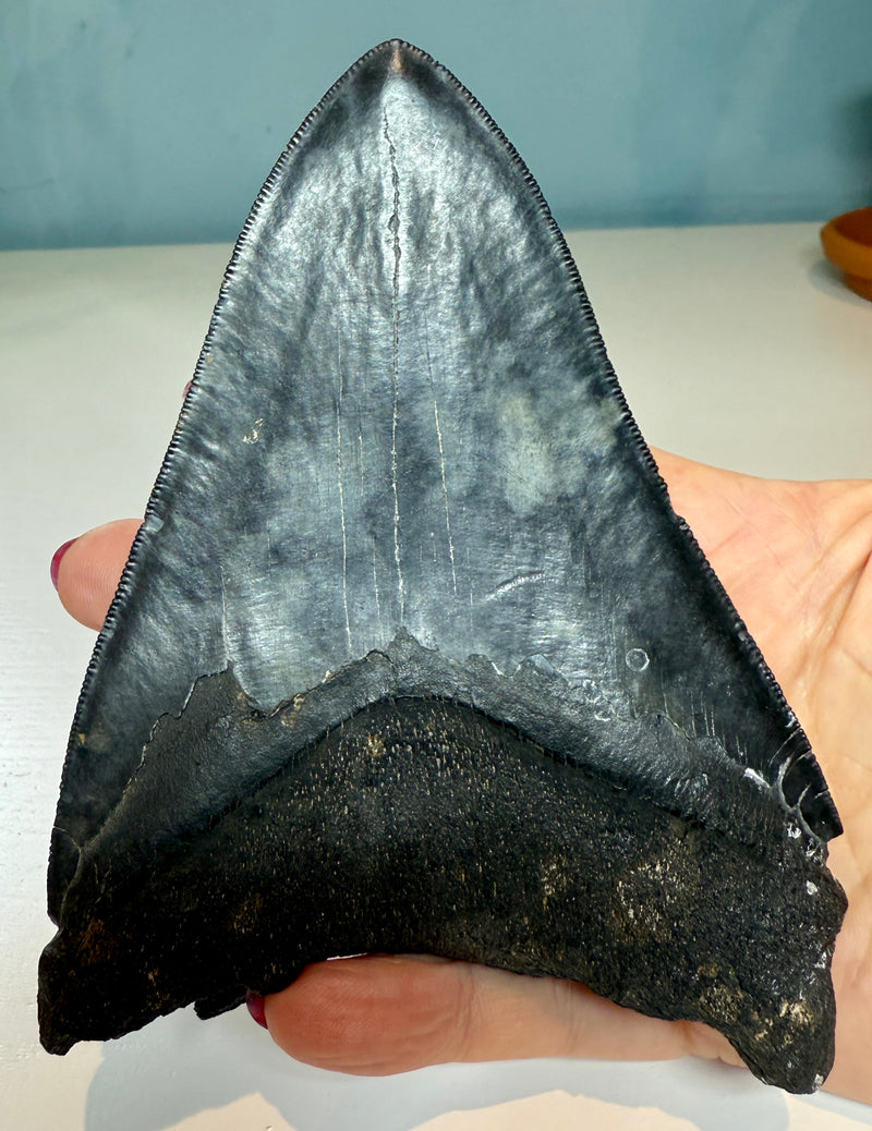 NEW! MEGALODON TOOTH/SHARK