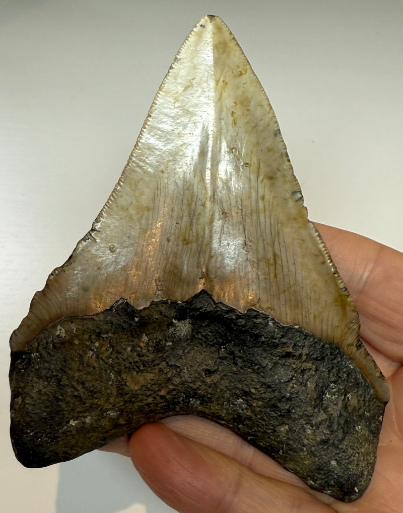 NEW! MEGALODON TOOTH/SHARK