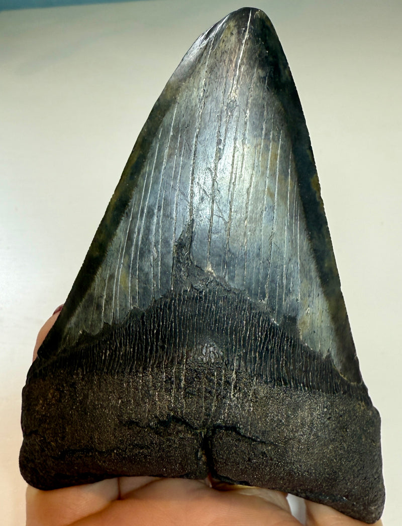 NEW! MEGALODON TOOTH/SHARK