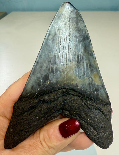NEW! MEGALODON TOOTH/SHARK