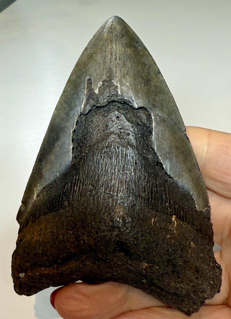 NEW! MEGALODON TOOTH/SHARK
