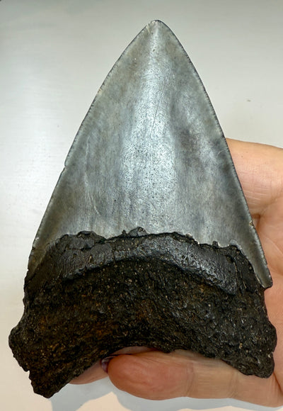 NEW! MEGALODON TOOTH/SHARK