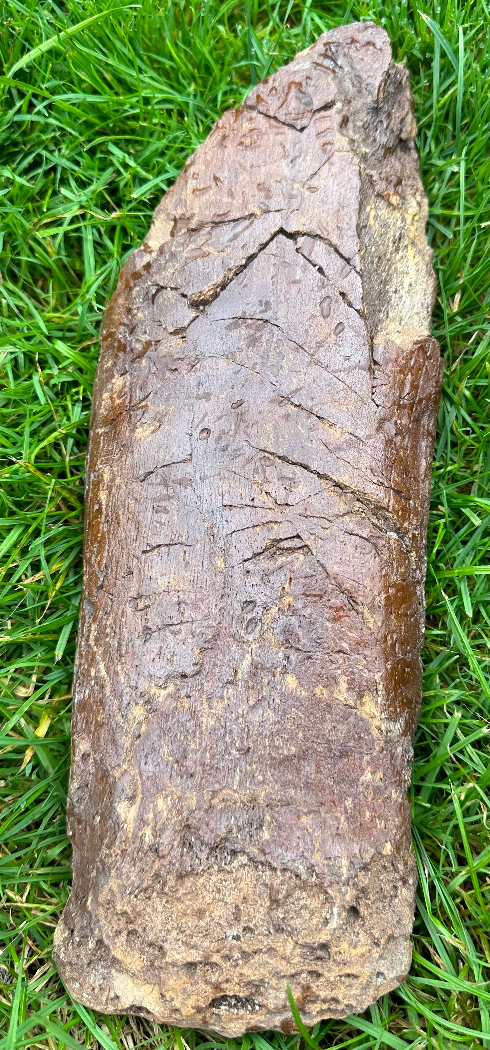PLESIOSAUR PROPODIAL – Charmouth Fossils