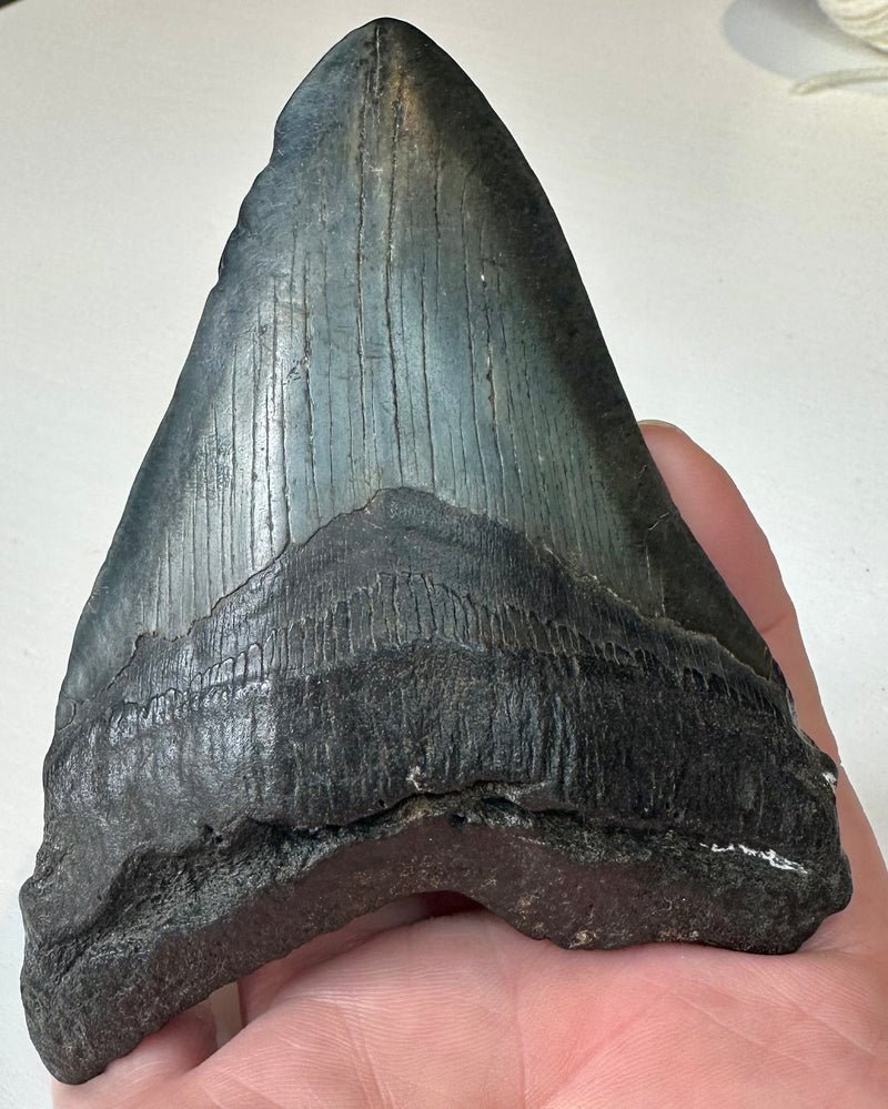 0.0 NEW! CARCHAROLES MEGALODON TOOTH/SHARK
