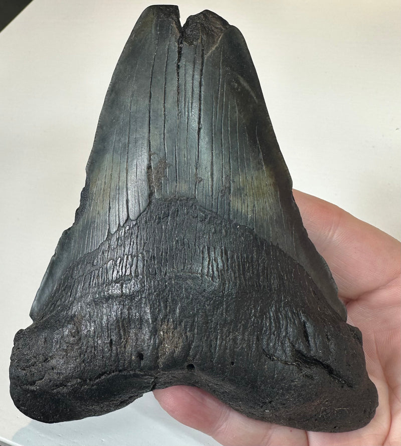 0.0 NEW! CARCHAROLES MEGALODON TOOTH/SHARK
