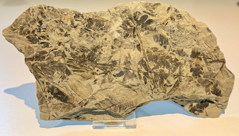 NEW! CLADOPHLEIS denticulata