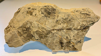 NEW! CLADOPHLEIS denticulata