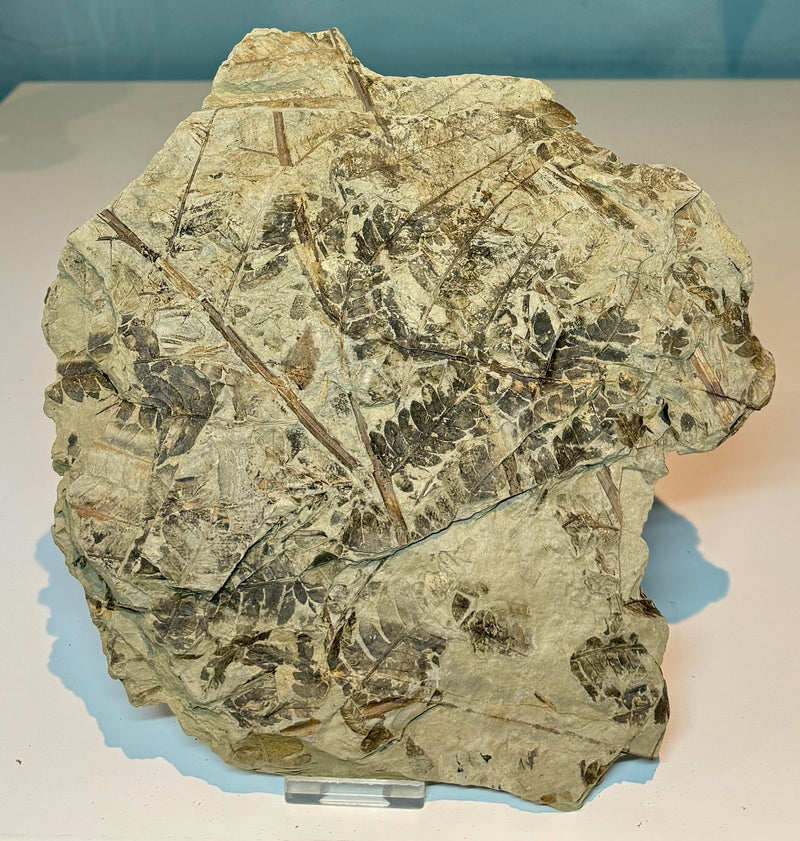 NEW! CLADOPHLEIS denticulata