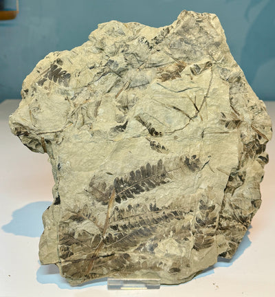 NEW! CLADOPHLEIS denticulata