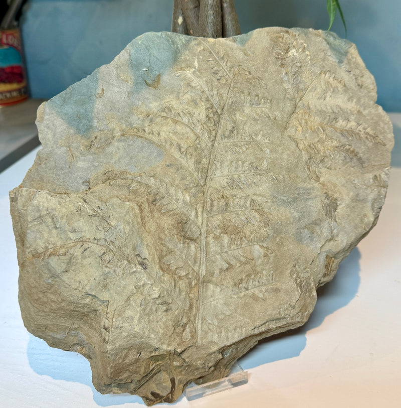 NEW! CLADOPHLEIS denticulata