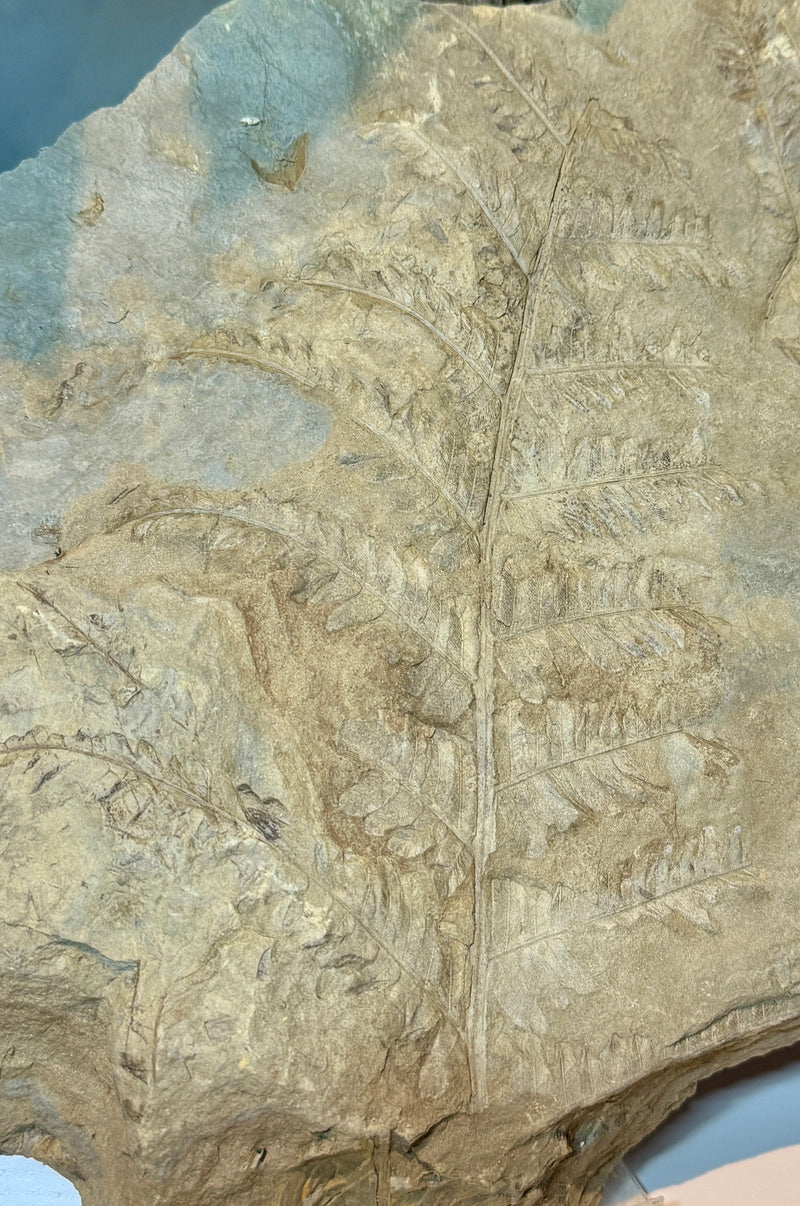 NEW! CLADOPHLEIS denticulata