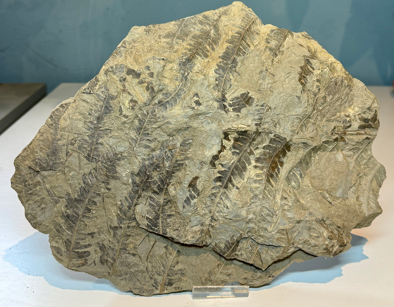 NEW! CLADOPHLEIS denticulata