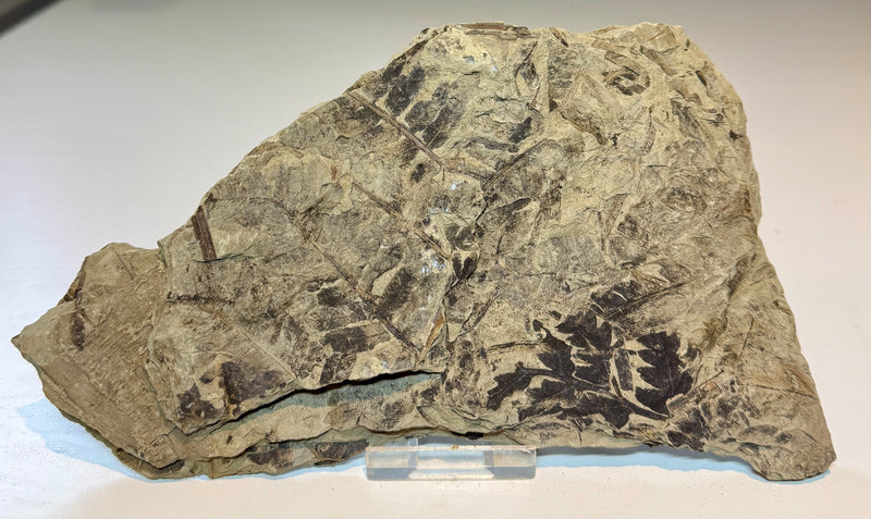 NEW! CLADOPHLEIS denticulata