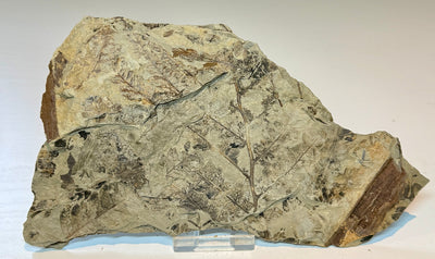 NEW! CLADOPHLEIS denticulata