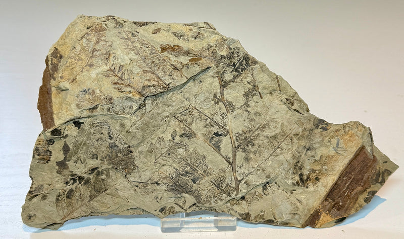 NEW! CLADOPHLEIS denticulata