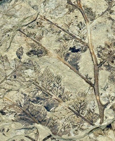 NEW! CLADOPHLEIS denticulata