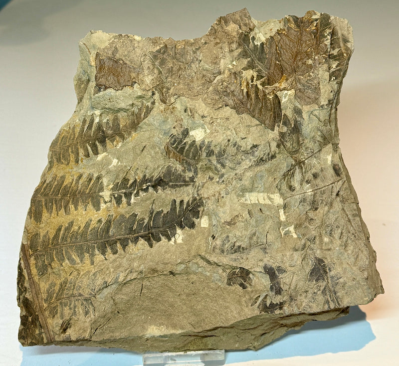 NEW! CLADOPHLEIS denticulata