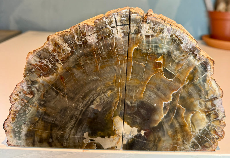 NEW! FOSSIL WOOD BOOKENDS