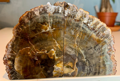 NEW! FOSSIL WOOD BOOKENDS