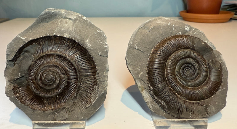 NEW! DACTYIOCERAS tenuicostatum pos & neg