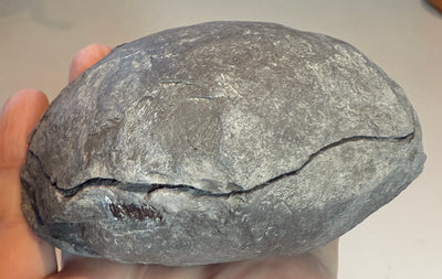 NEW! DACTYIOCERAS tenuicostatum pos & neg