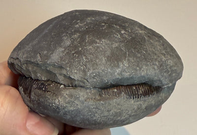 NEW! DACTYIOCERAS tenuicostatum pos & neg