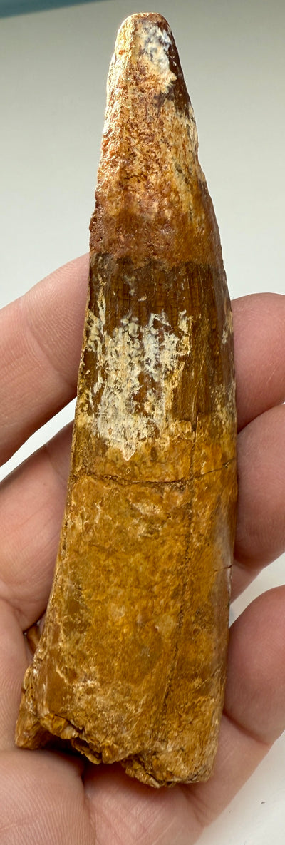 NEW! SPINOSAUR TOOTH