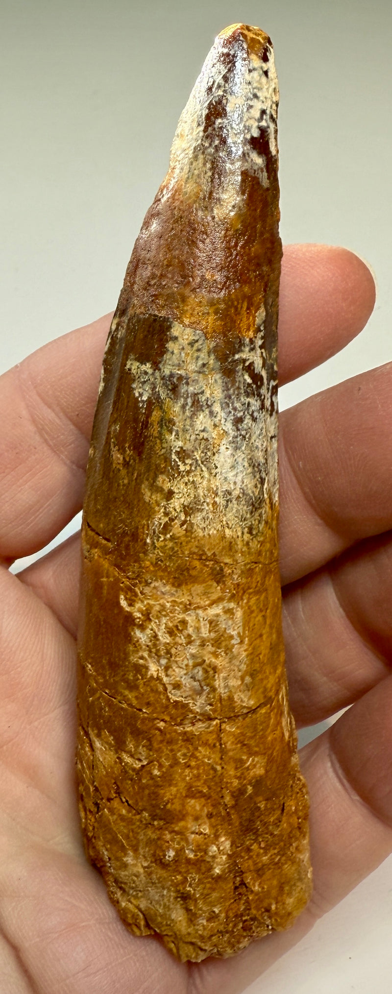 NEW! SPINOSAUR TOOTH